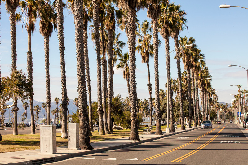 California palm trees
